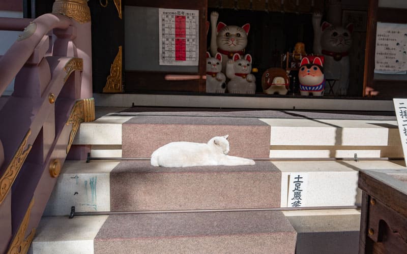 今戸神社の白猫