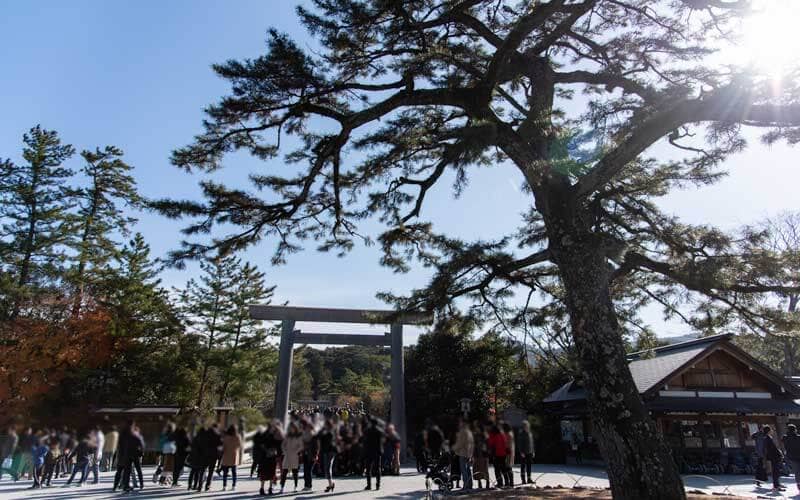 饗土橋姫神社　宇治橋前の松の木