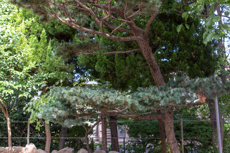 松ヶ丘北野神社　松の木